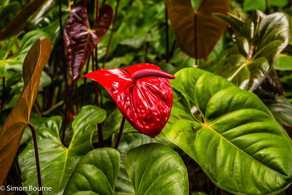 Tropical red Anthurium plant at Montreal Gardens in the Mesopotamia Valley on the Caribbean island of St Vincent and the Grenadines