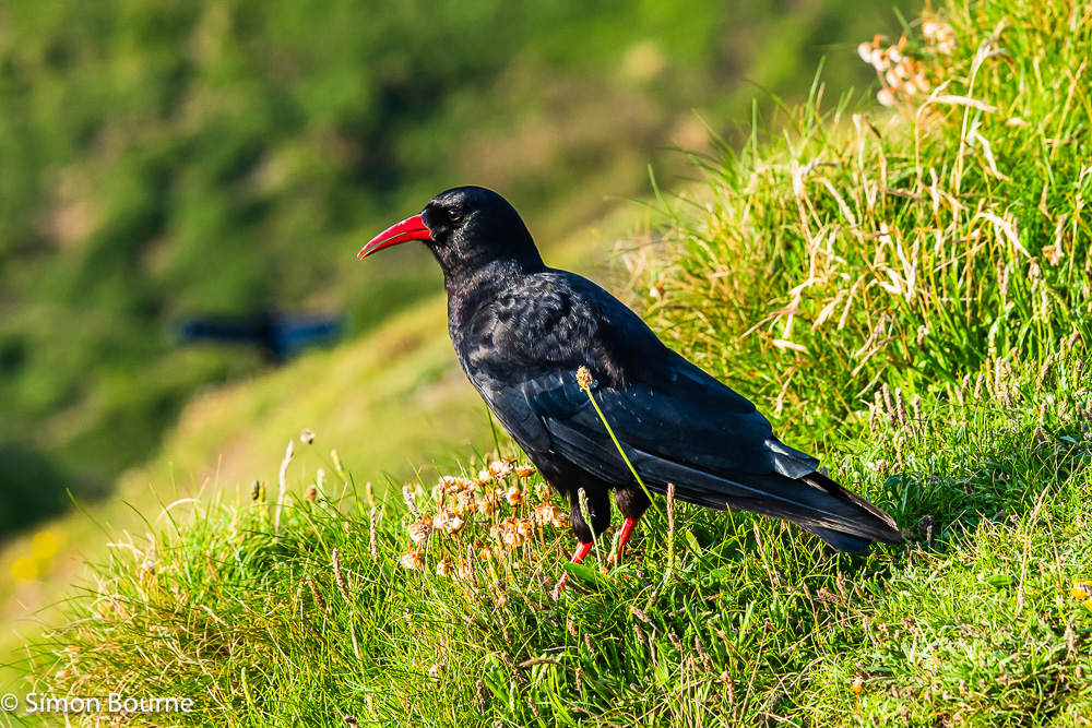 A very rare Cornish Chough on the cliffs by Tintagel Castle & Island, Cornwall, at sunset on a summer's evening