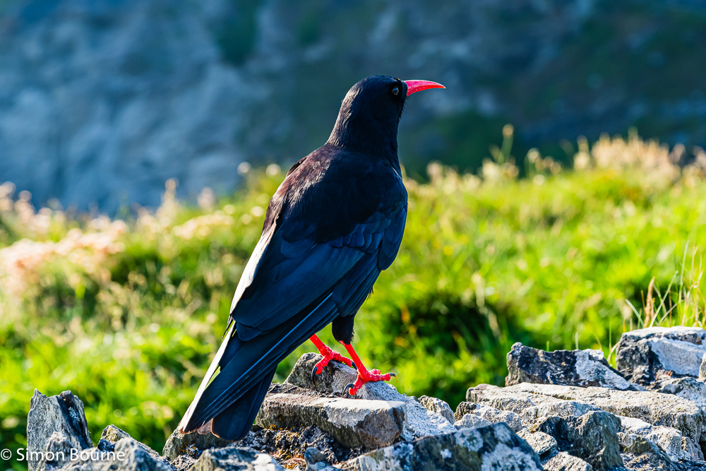 A very rare Cornish Chough on the cliffs by Tintagel Castle & Island, Cornwall, at sunset on a summer's evening